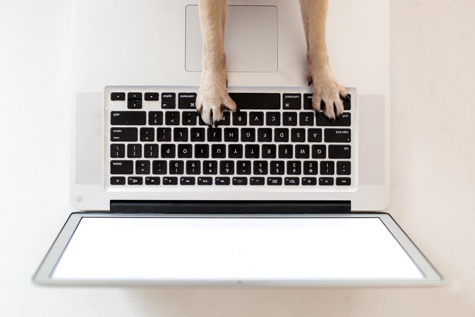 Working dog on Mac computer